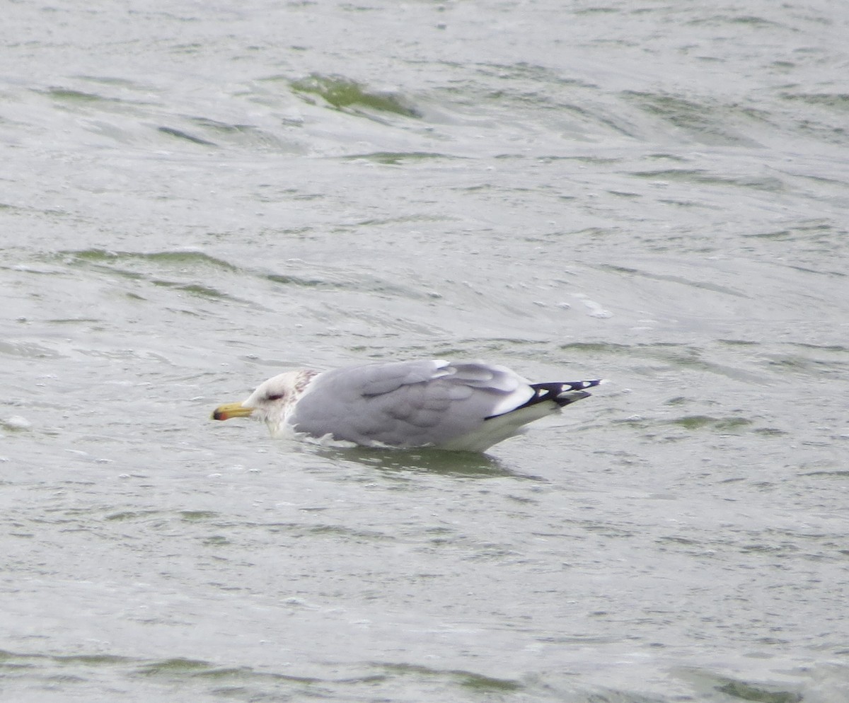 California Gull - ML614537816