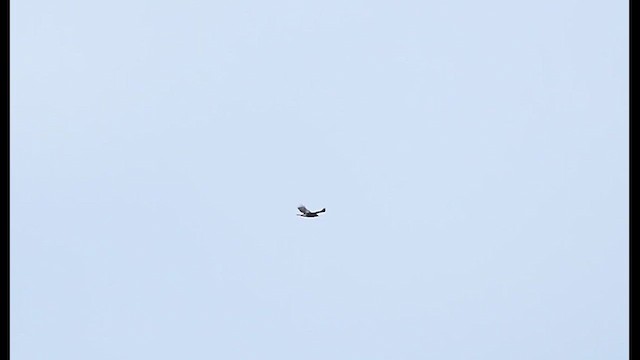 Цармын бүргэд - ML614537862