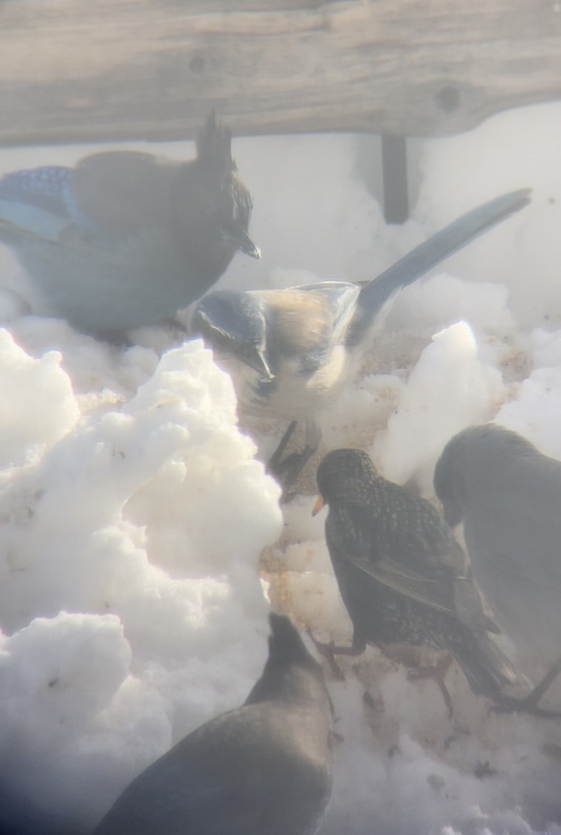 California Scrub-Jay - ML614537882