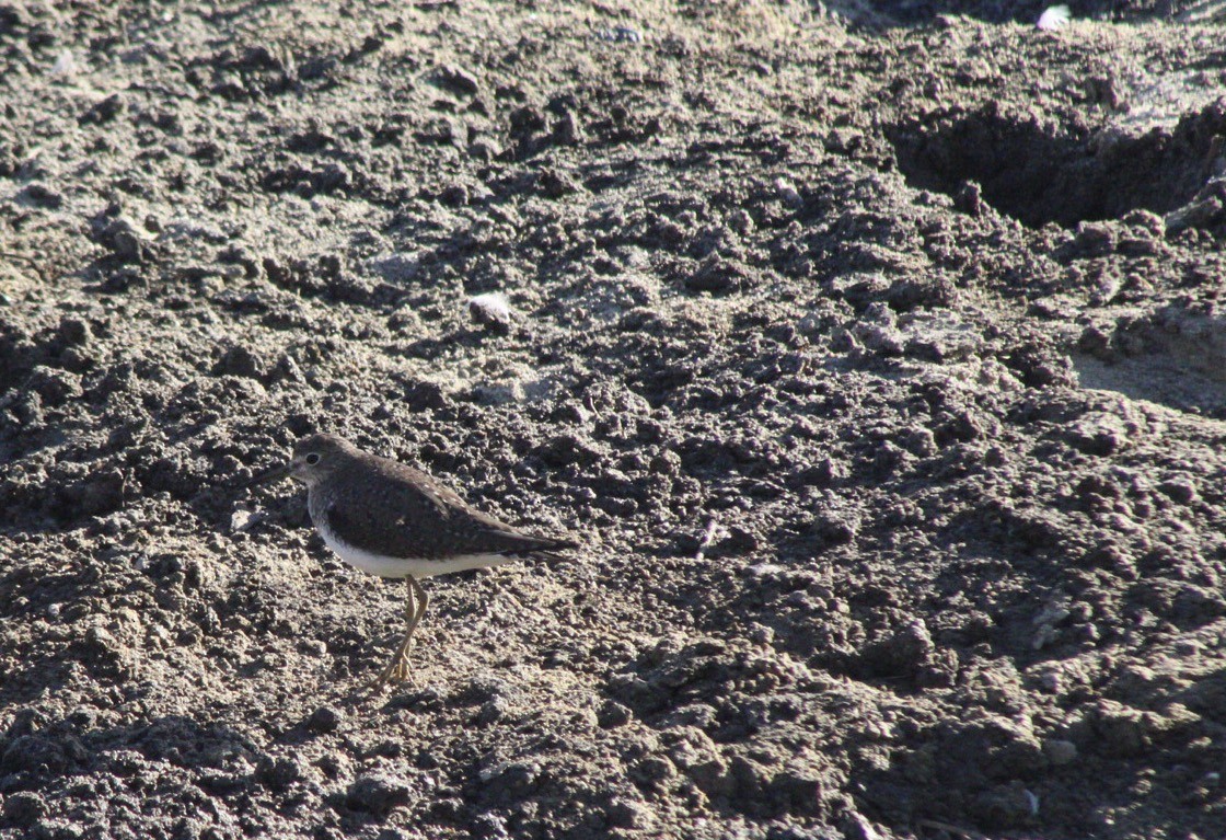 Solitary Sandpiper - ML614537923