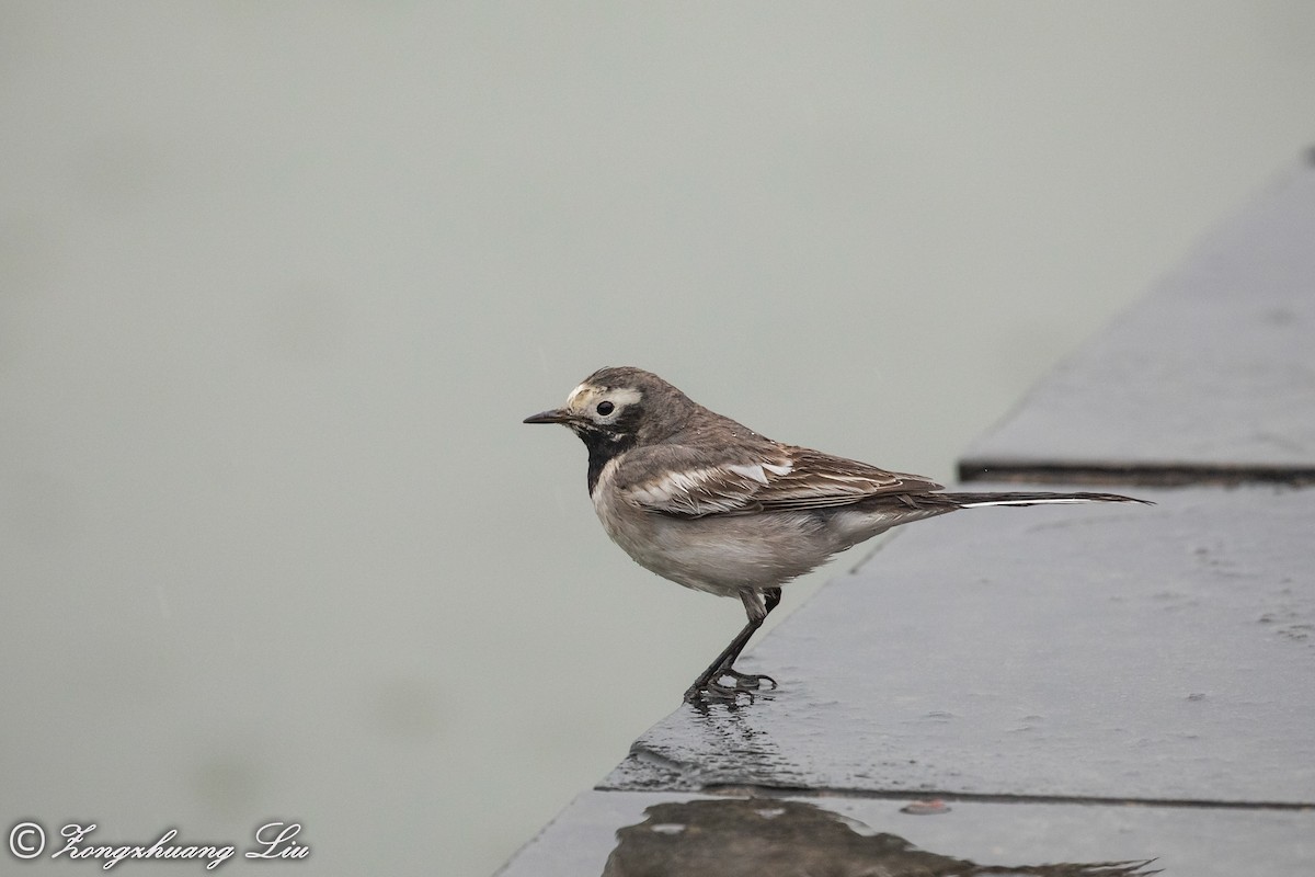 White Wagtail (Hodgson's) - ML614537937