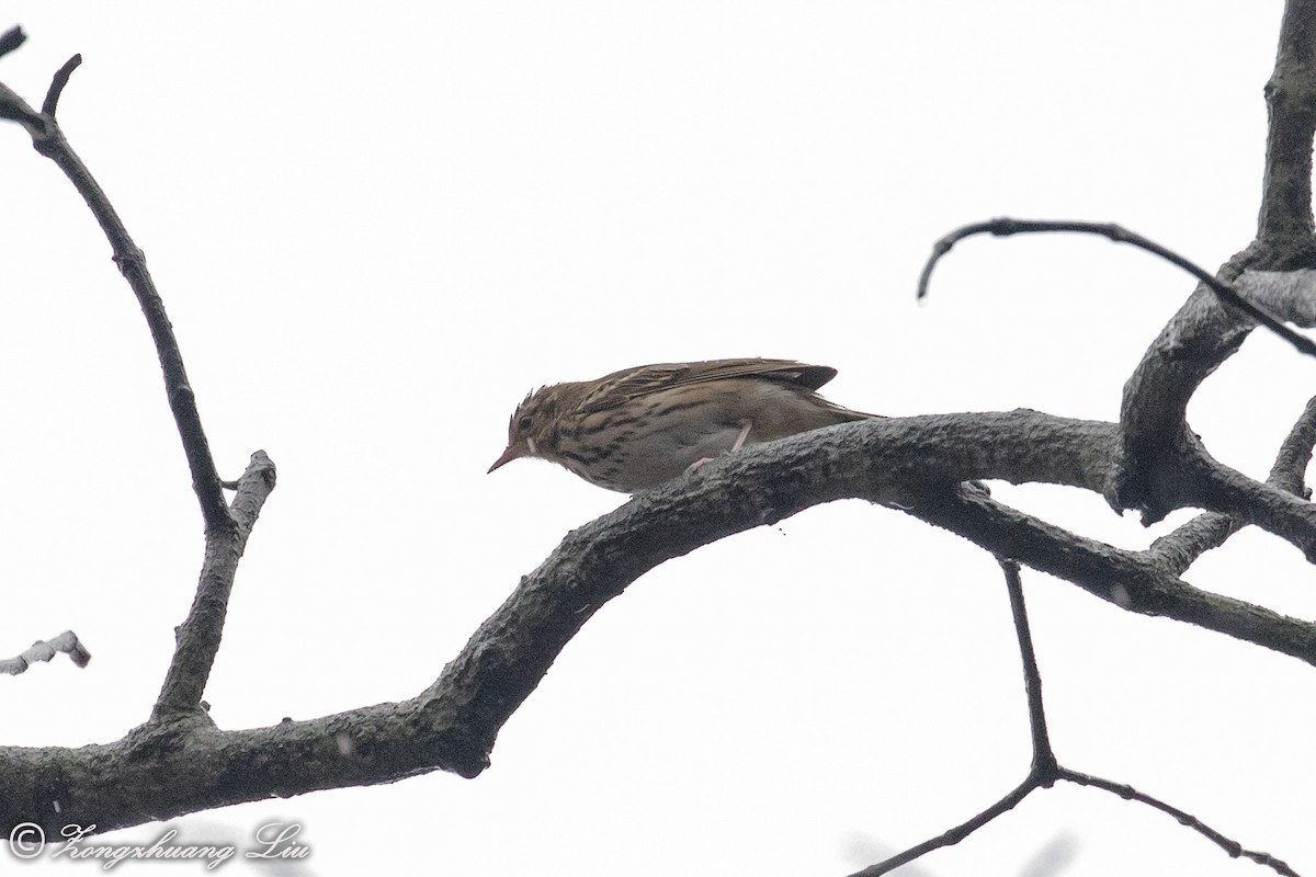 Tree Pipit - ML614537943