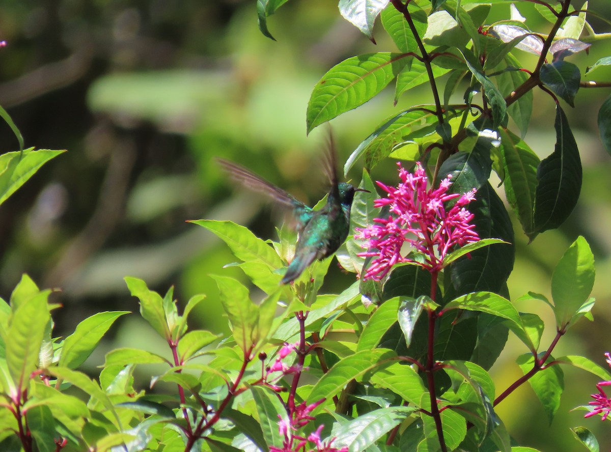kolibřík zelený - ML614537959