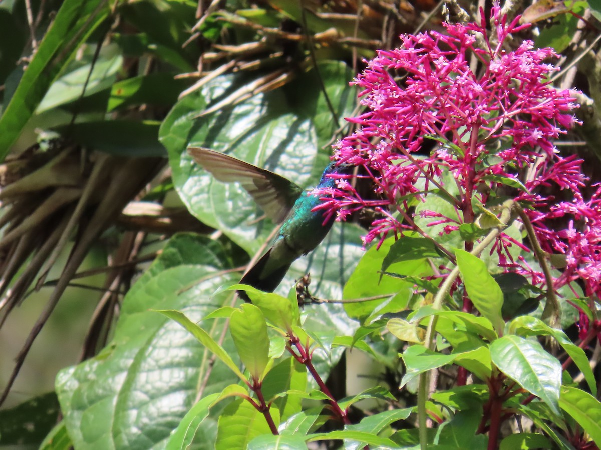 Mexican Violetear - Sobeida Morales