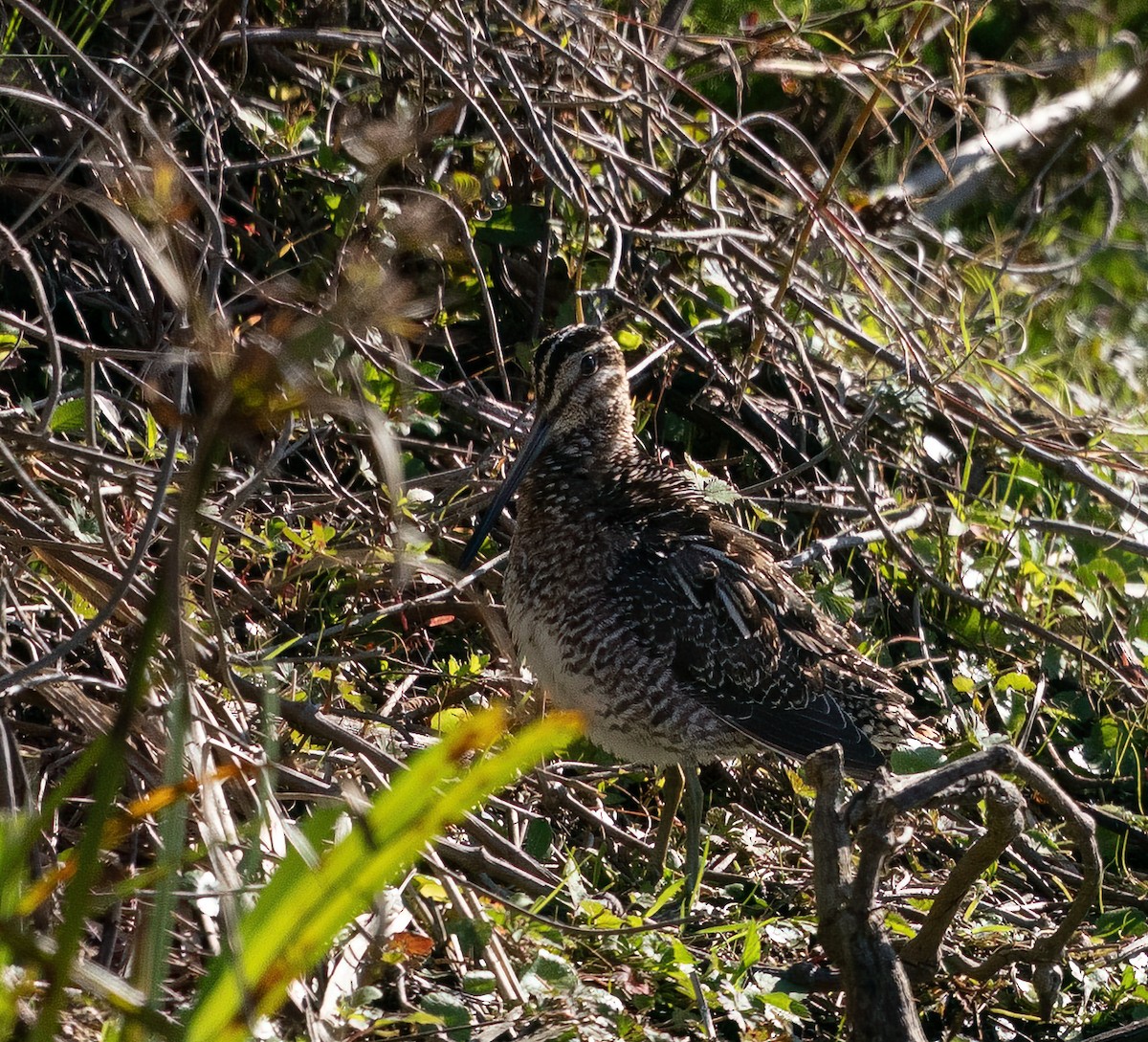 Wilson's Snipe - ML614537964