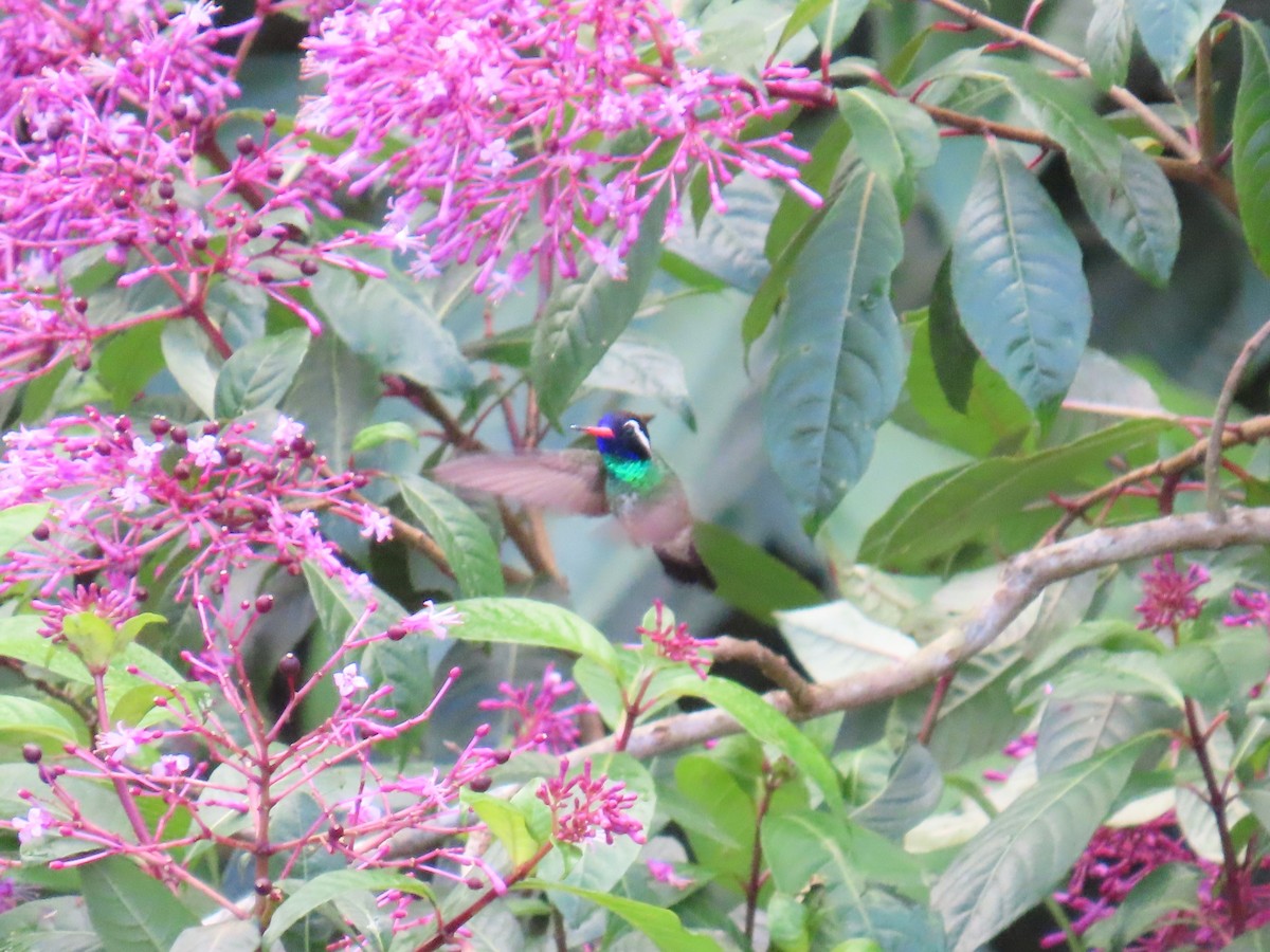 White-eared Hummingbird - ML614538054