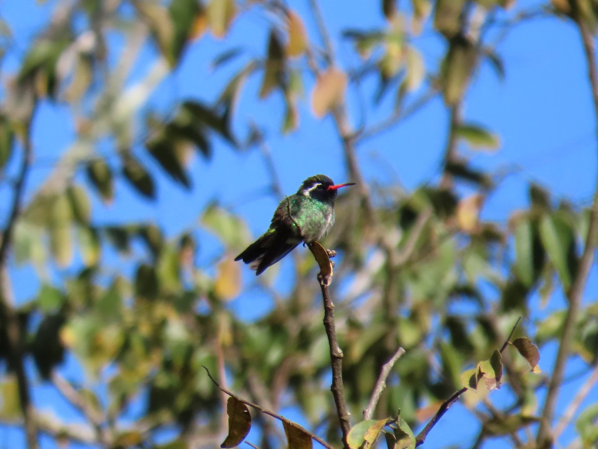 White-eared Hummingbird - ML614538057