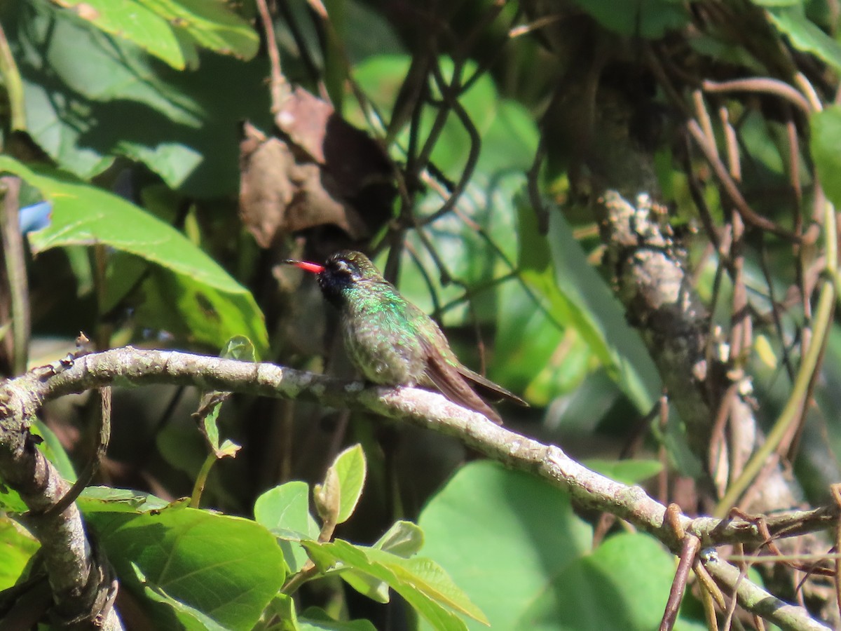 White-eared Hummingbird - ML614538058