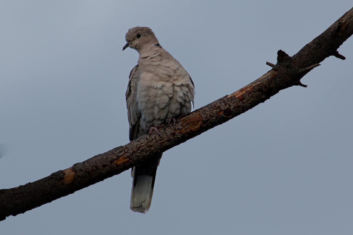 Eurasian Collared-Dove - ML614538192