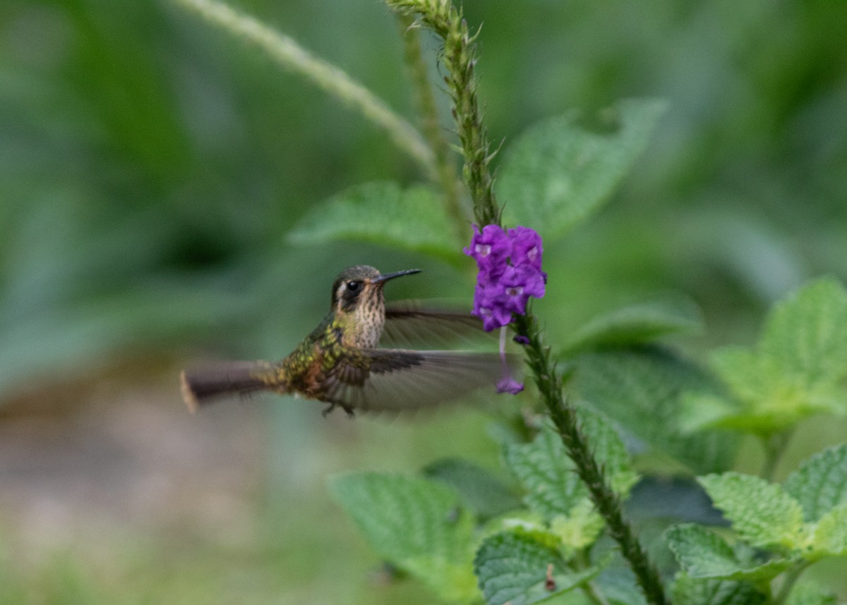 Speckled Hummingbird - ML614538249