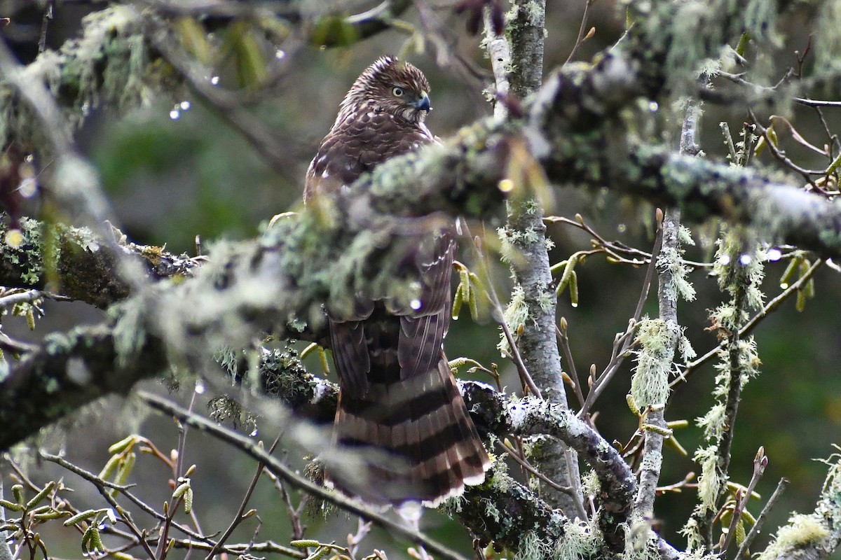 Cooper's Hawk - ML614538257