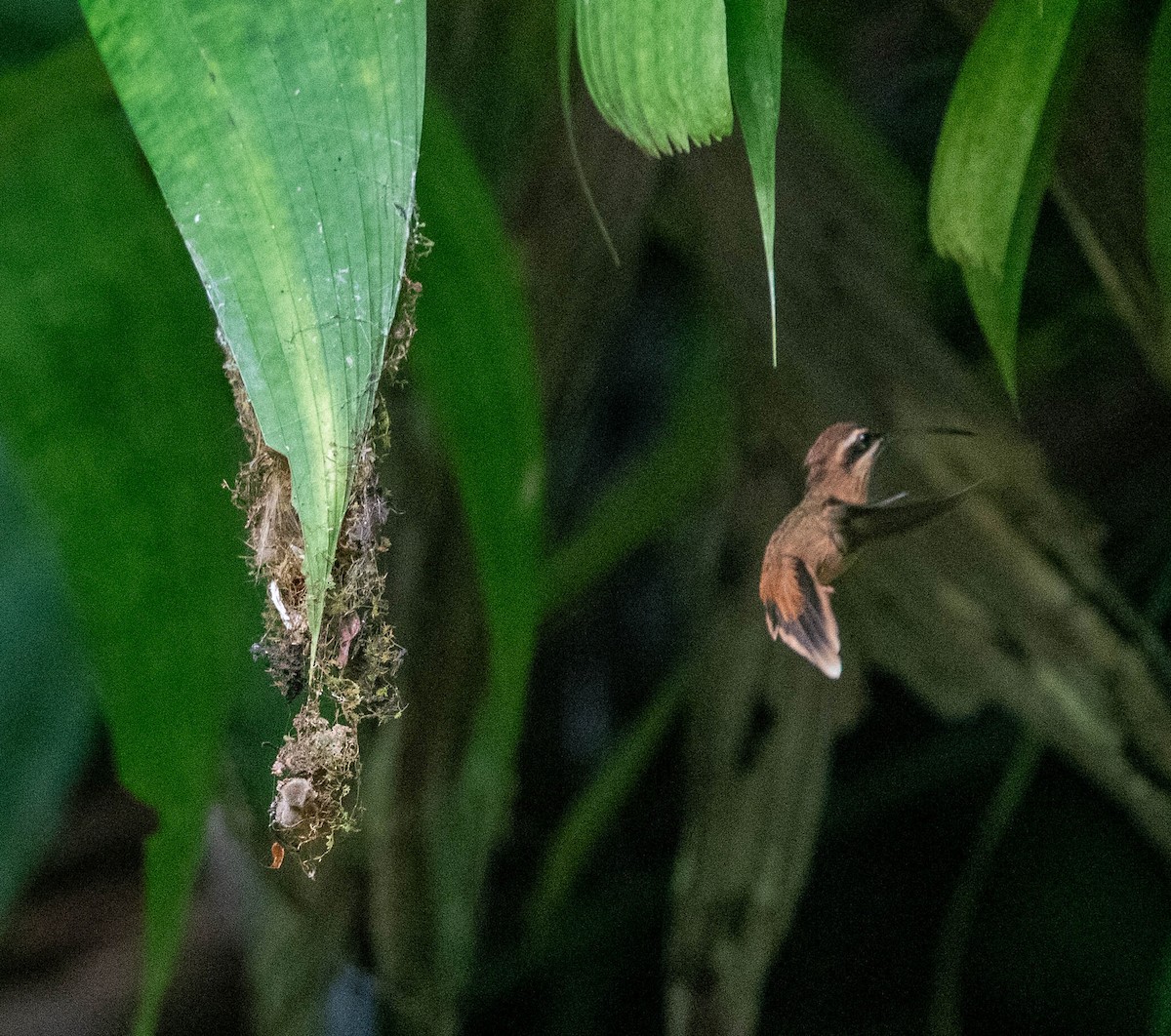 Пестрогорлый колибри-отшельник - ML614538293