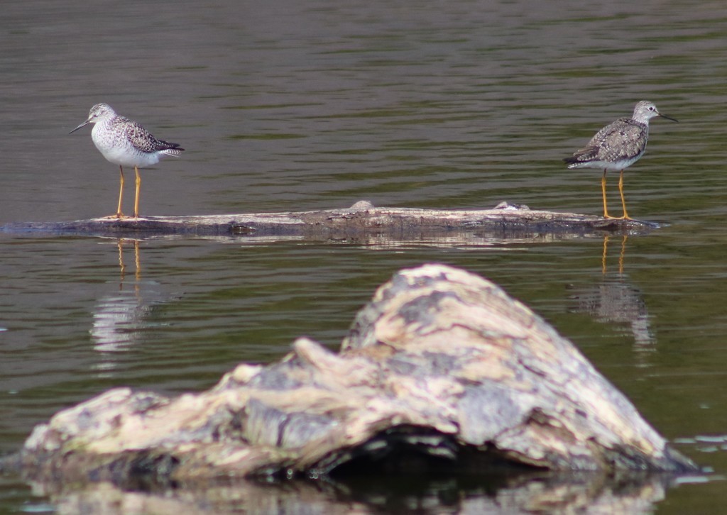 Greater Yellowlegs - ML614538380