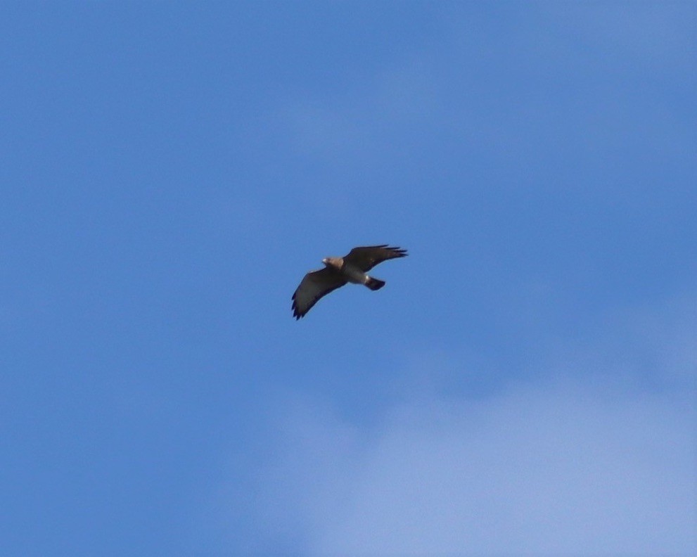 Broad-winged Hawk - ML614538386