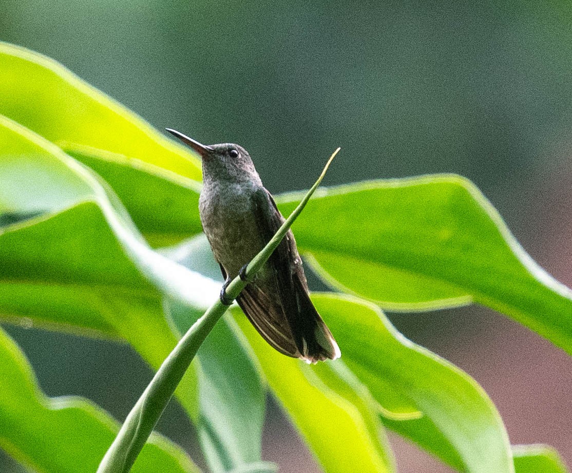kolibřík skvrnitoprsý - ML614538438