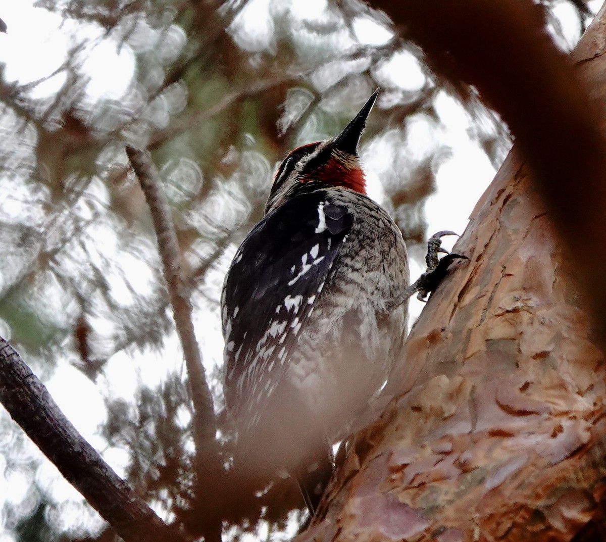 Red-naped Sapsucker - ML614538479