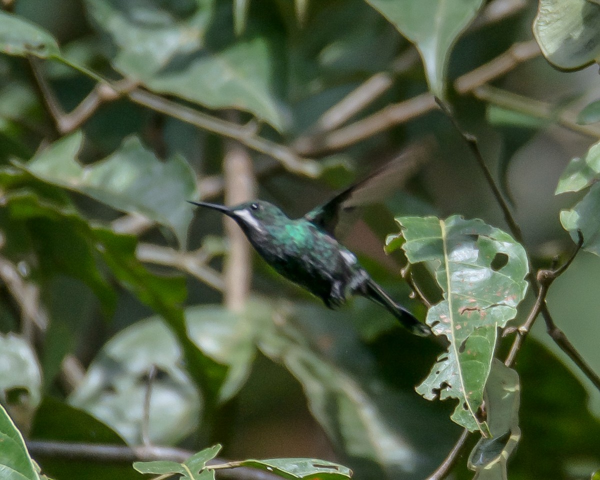kolibřík trnoocasý - ML614538489