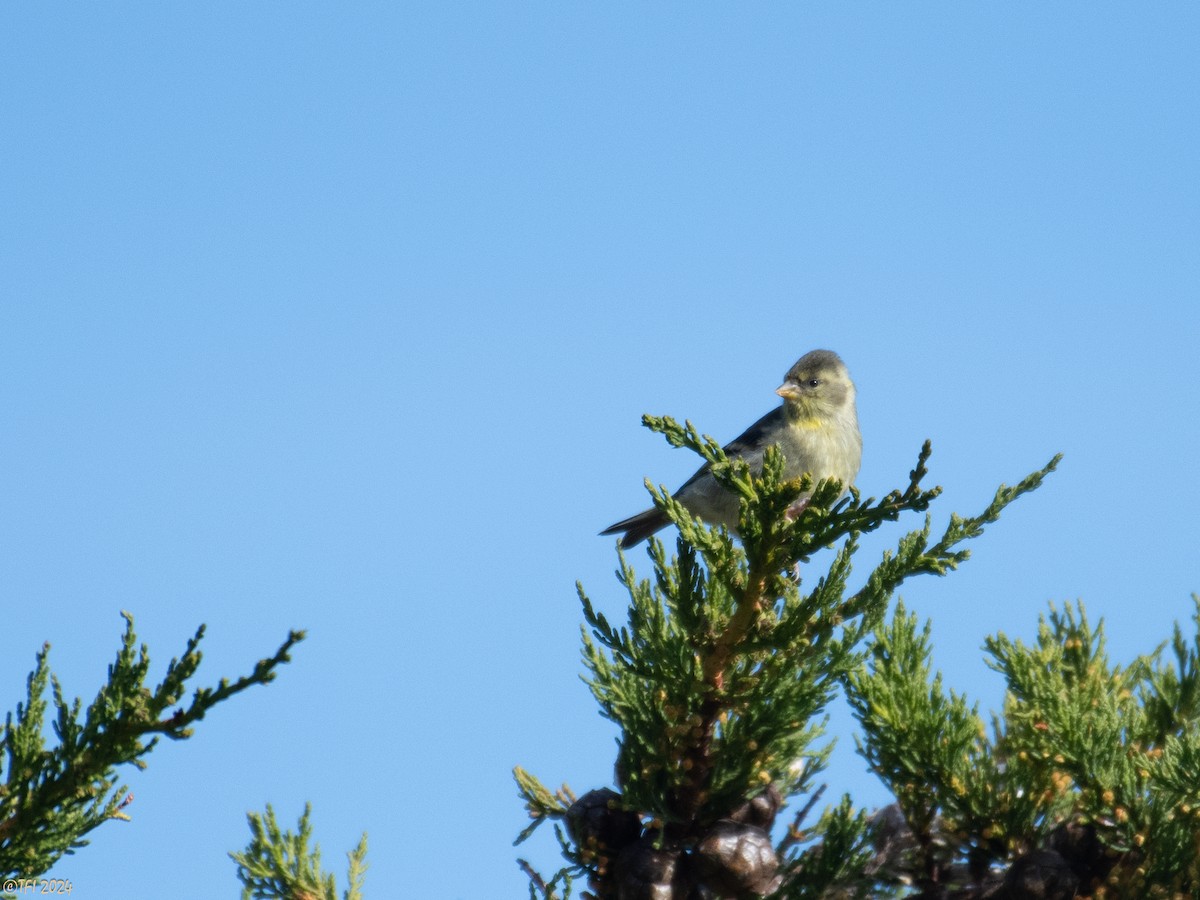 Black-chinned Siskin - ML614538494