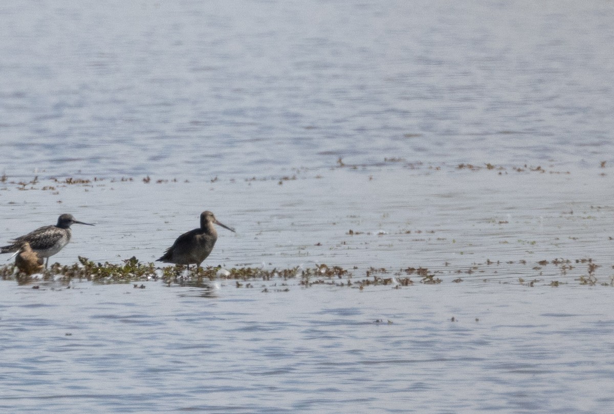 Hudsonian Godwit - ML614538654