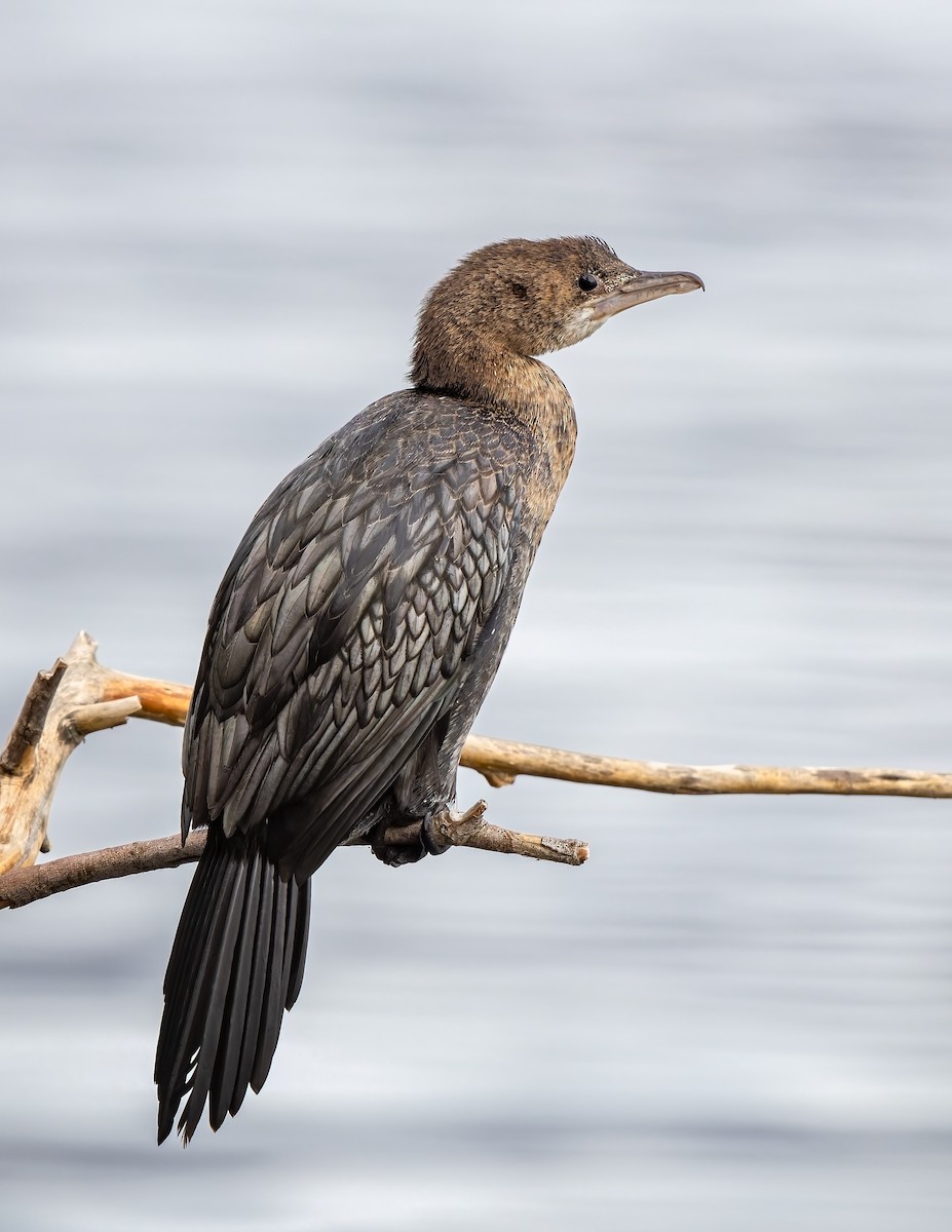 Pygmy Cormorant - ML614538669