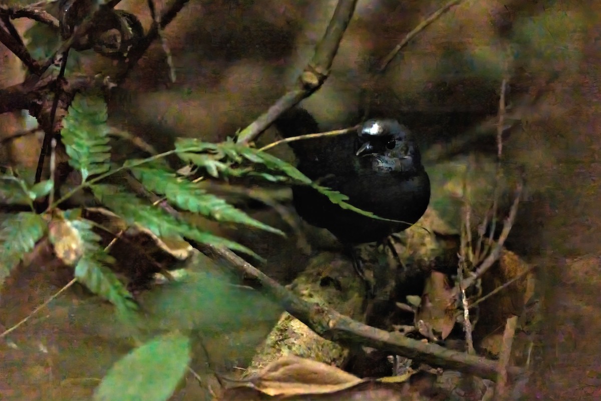 Santa-Marta-Tapaculo - ML614538711