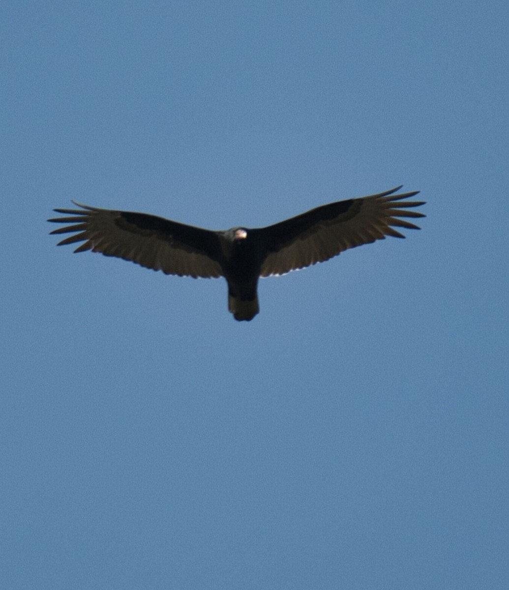 Turkey Vulture - ML614538803