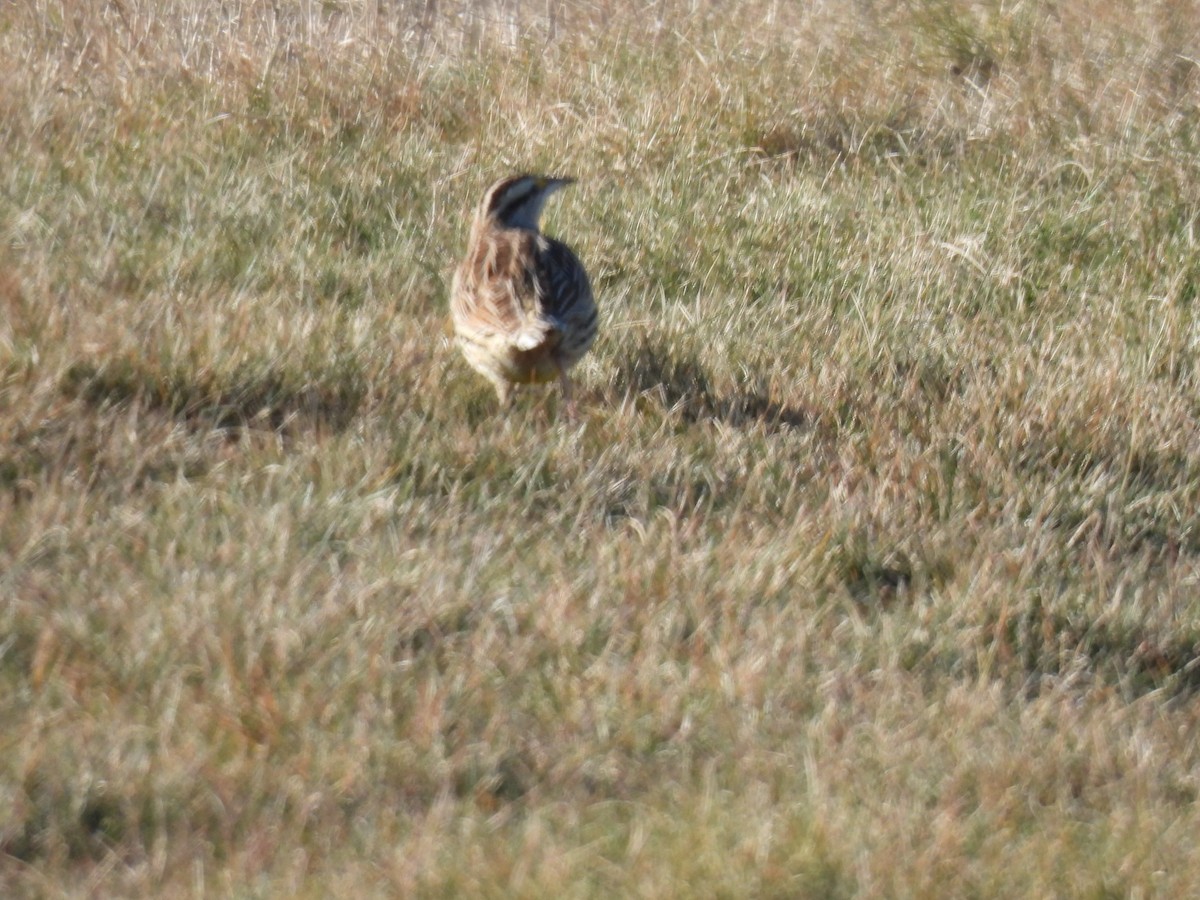 Eastern Meadowlark - ML614538859