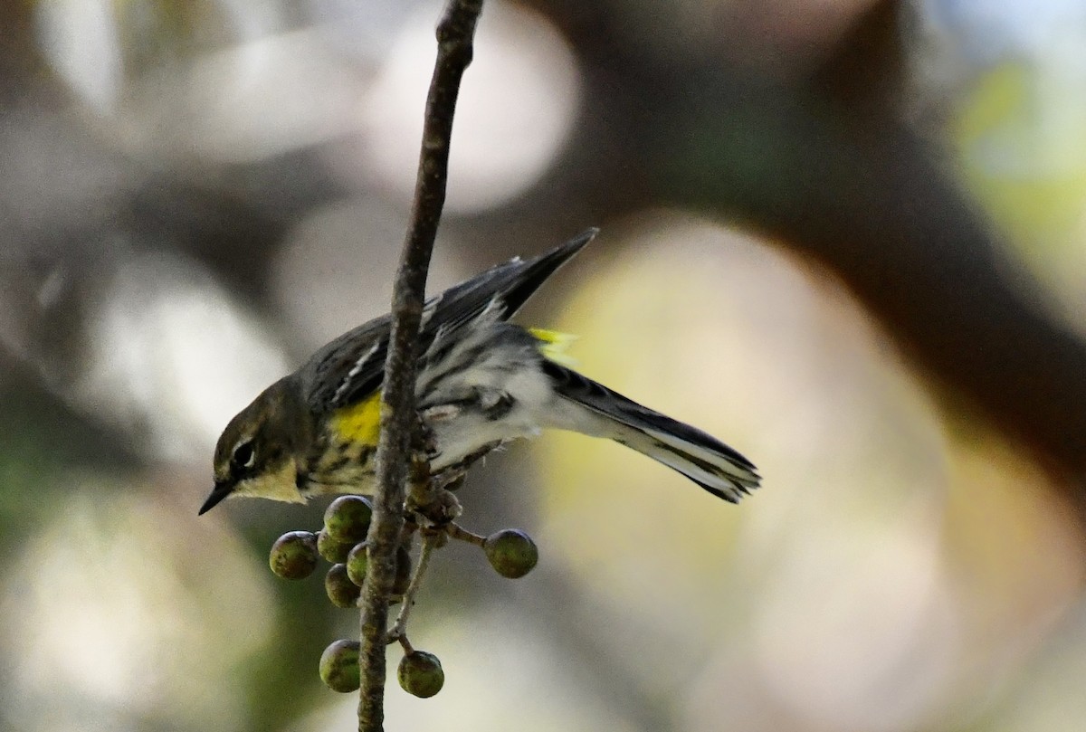 Yellow-rumped Warbler (Myrtle) - ML614538862