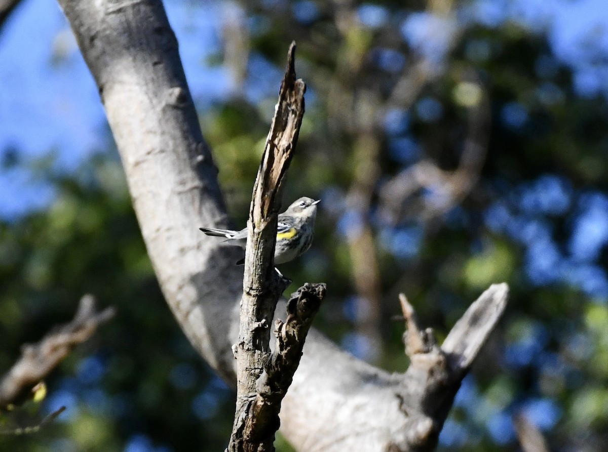 Yellow-rumped Warbler (Myrtle) - ML614538863