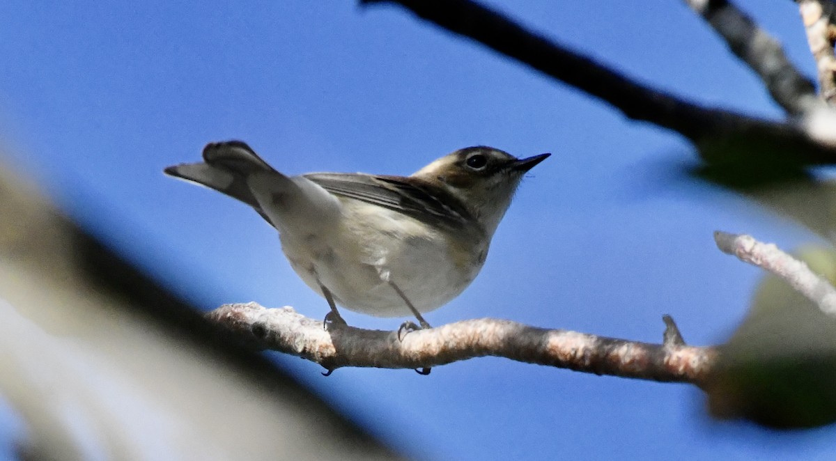 Yellow-rumped Warbler (Myrtle) - ML614538864