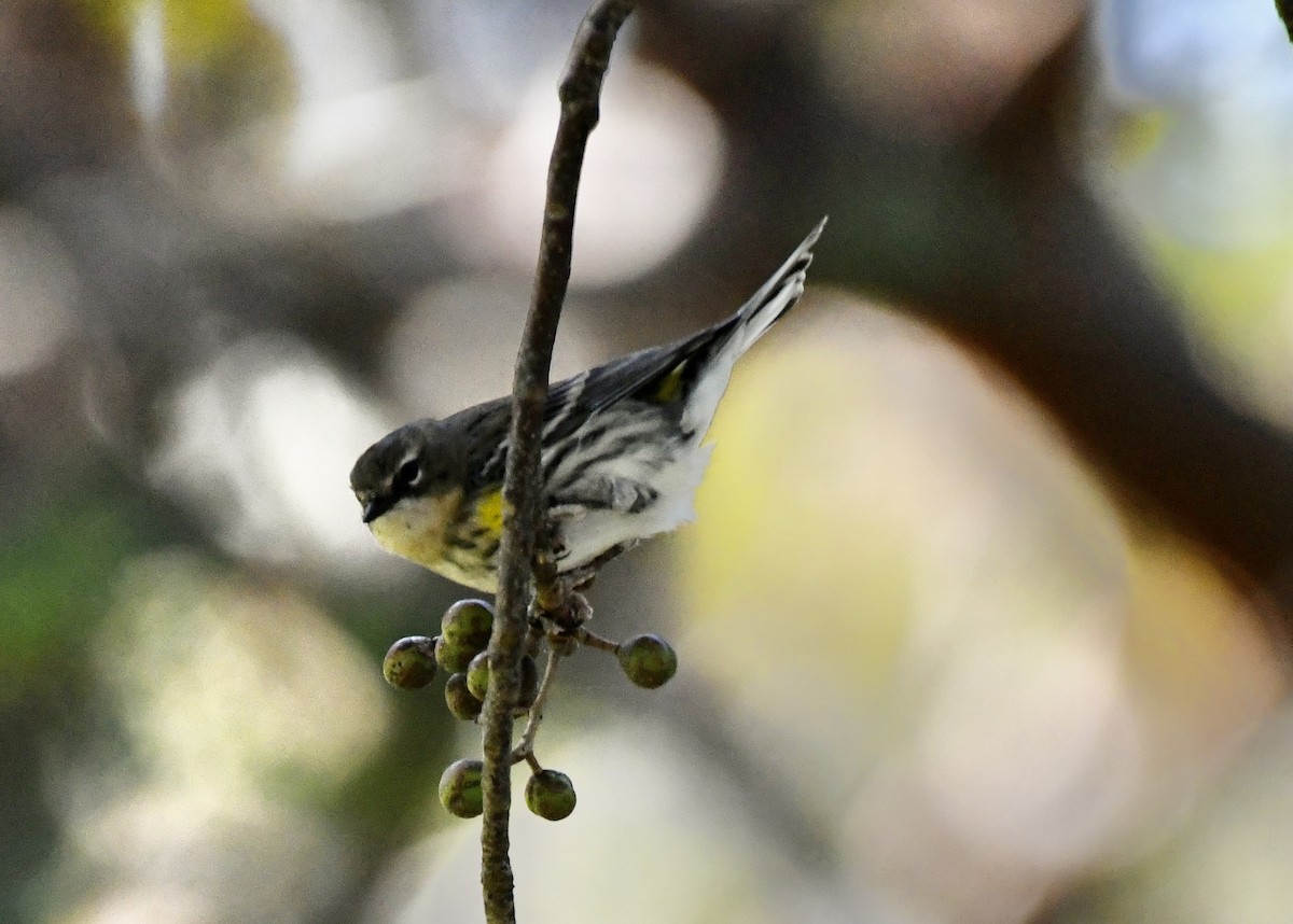 Yellow-rumped Warbler (Myrtle) - ML614538866