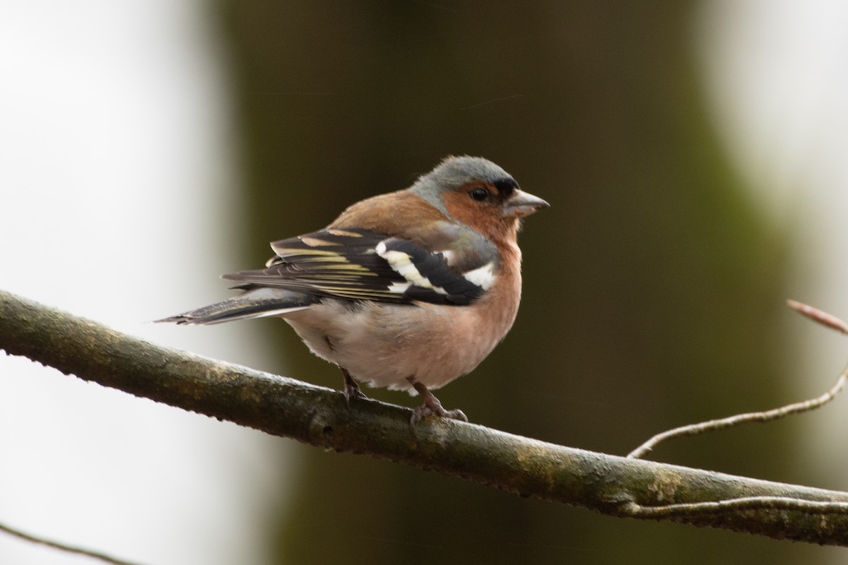 Common Chaffinch - ML614538882