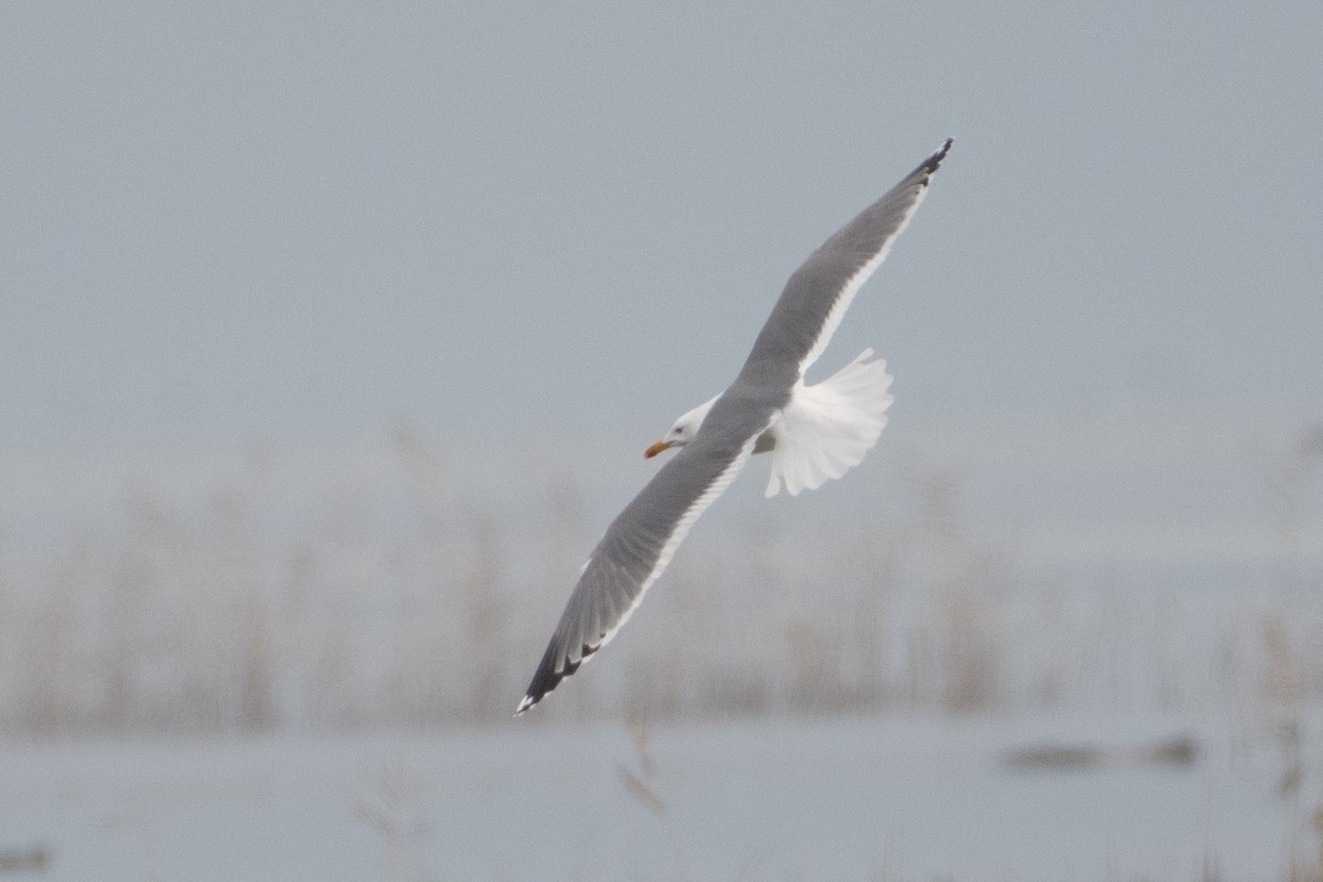 Caspian Gull - ML614538945