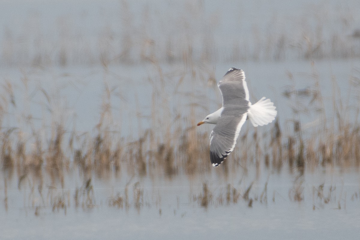 Caspian Gull - ML614538946