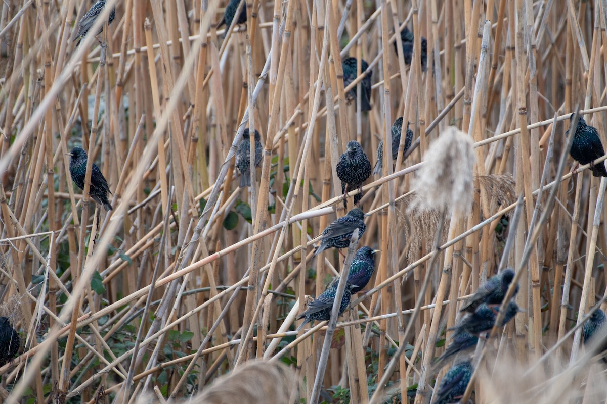 European Starling - ML614538955