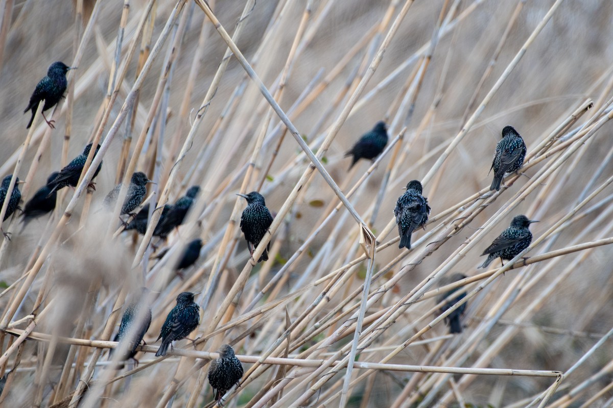 European Starling - ML614538956