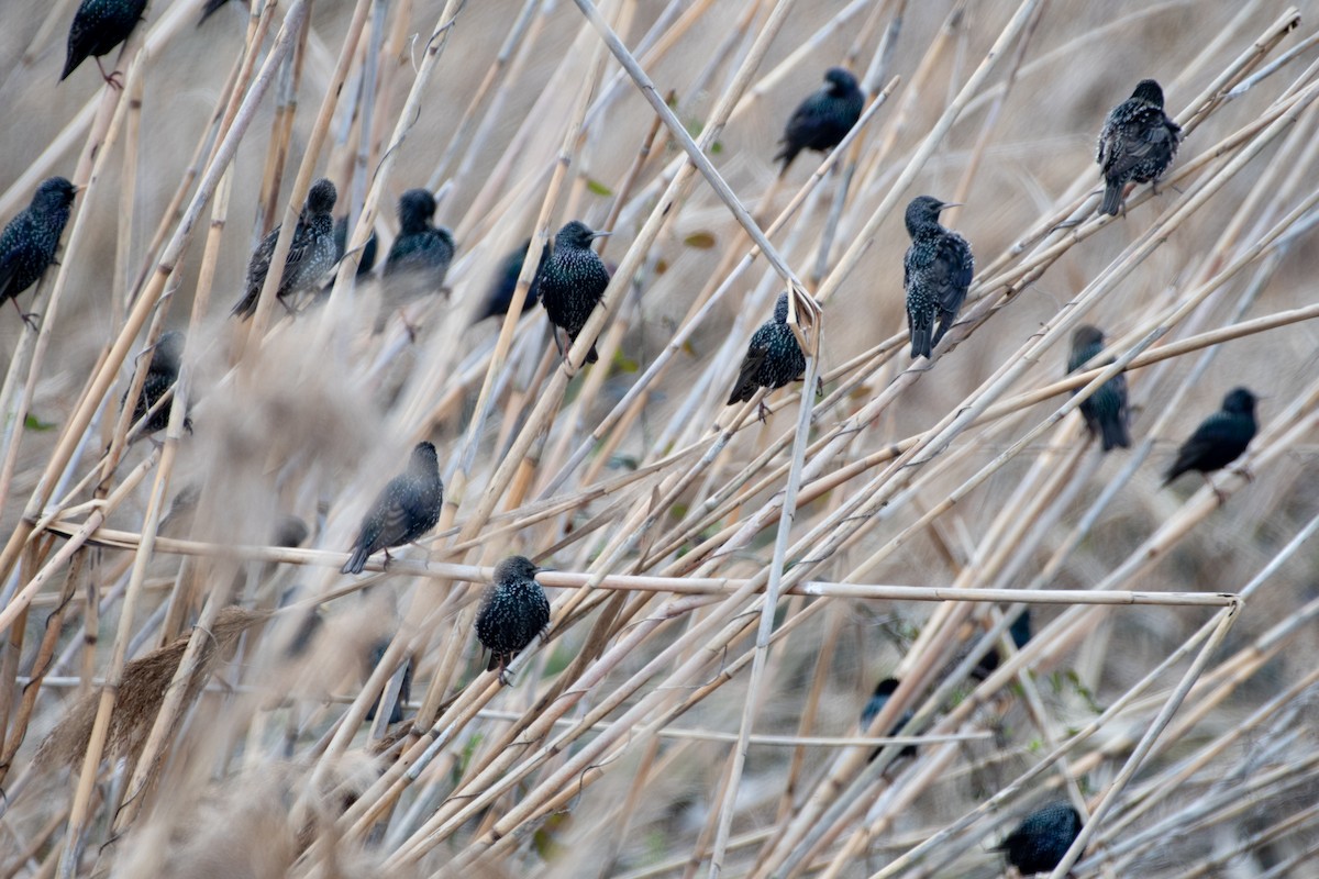 European Starling - ML614538957