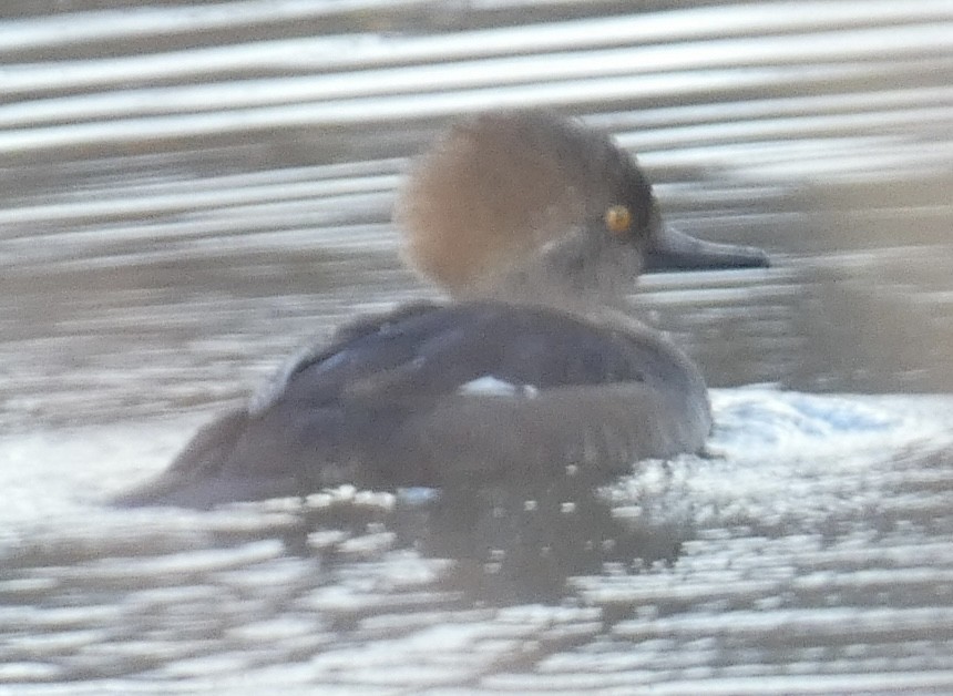 Hooded Merganser - ML614539071