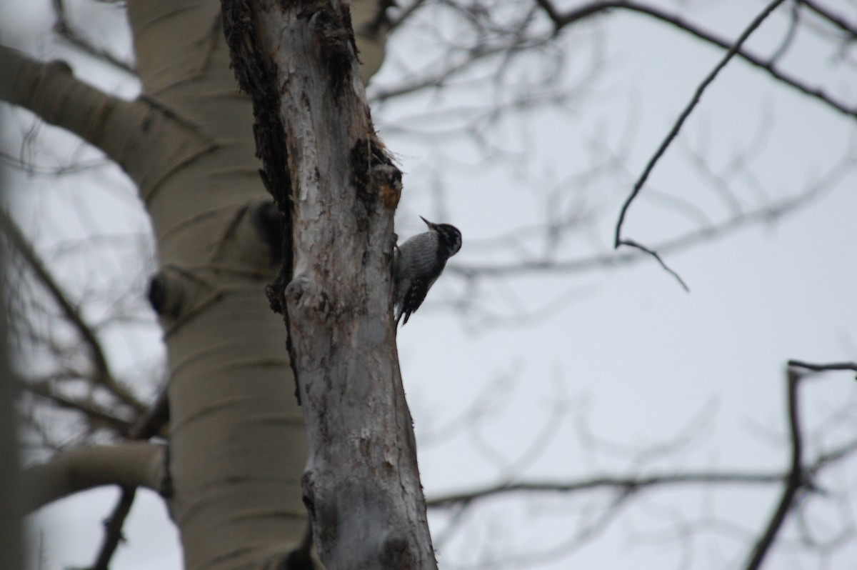 American Three-toed Woodpecker - ML614539083