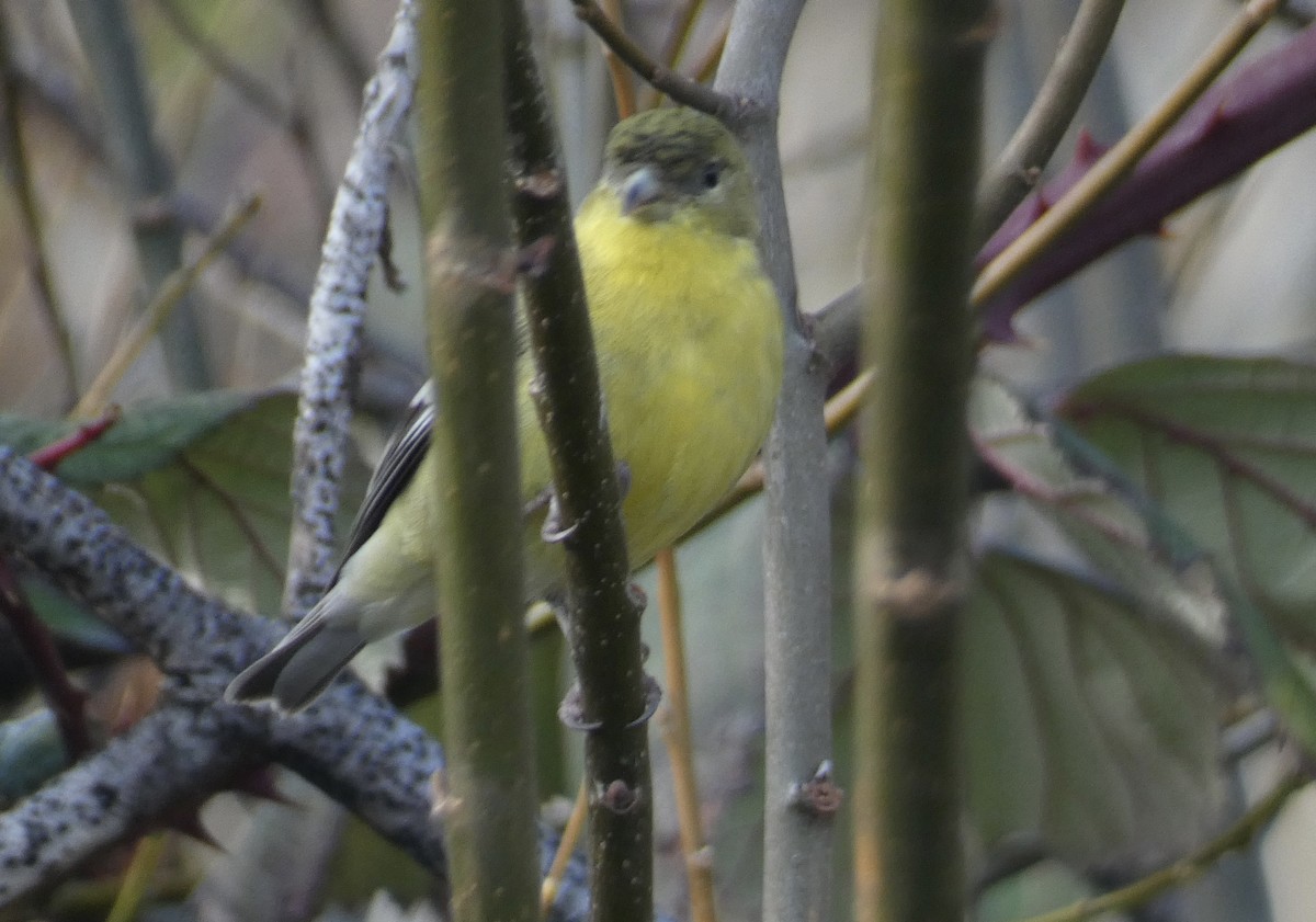 Lesser Goldfinch - ML614539085