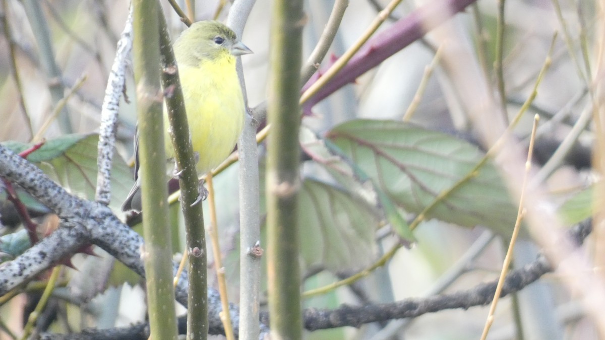 Lesser Goldfinch - ML614539086