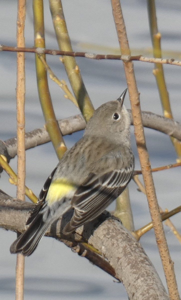 Yellow-rumped Warbler - ML614539100