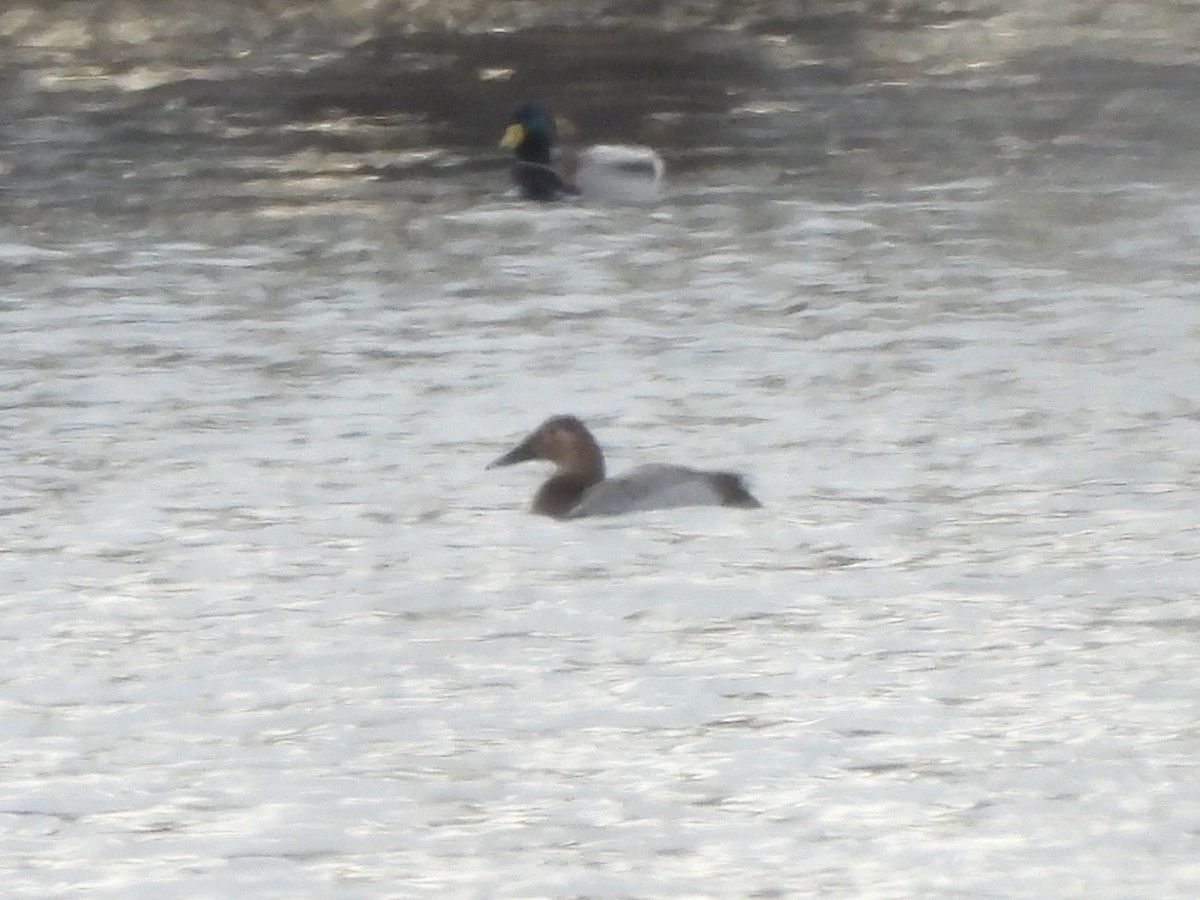 Canvasback - ML614539120