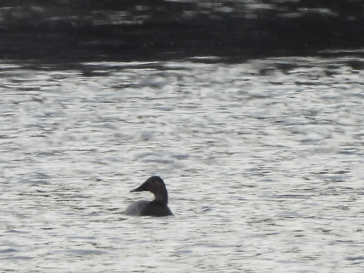 Canvasback - ML614539122