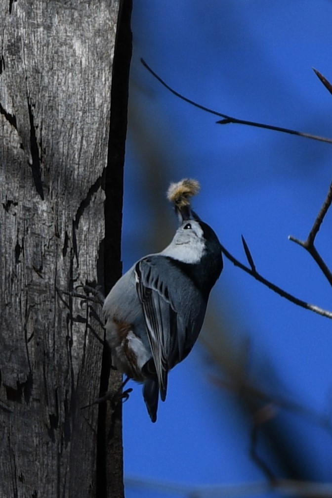 White-breasted Nuthatch - Patty & John Werth