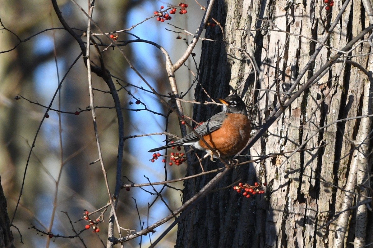 American Robin - Patty & John Werth