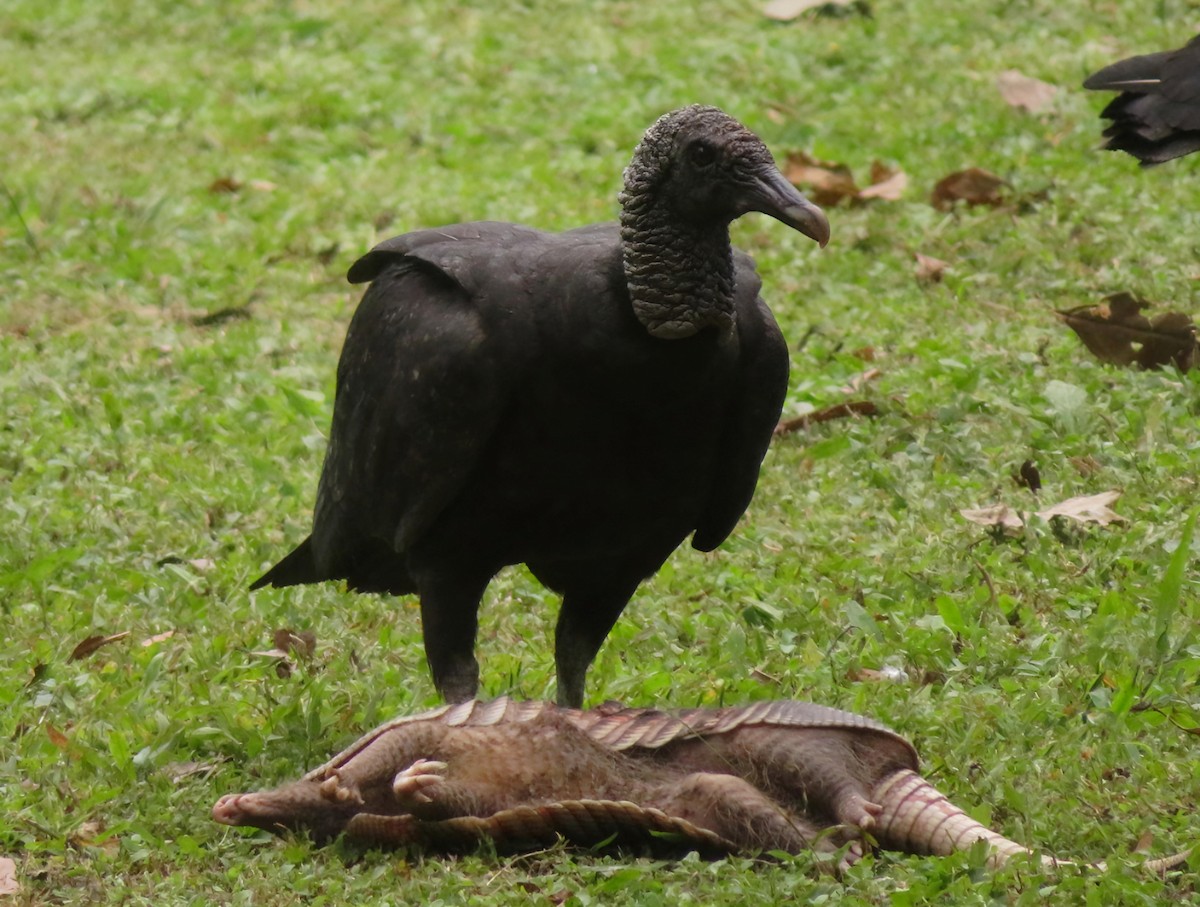 Black Vulture - Kenneth Acuña-Vargas