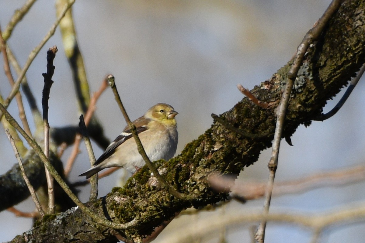 Chardonneret jaune - ML614539229