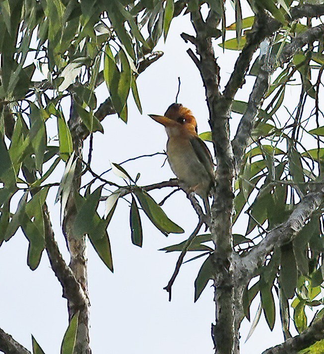 Yellow-billed Kingfisher - Laura Keene