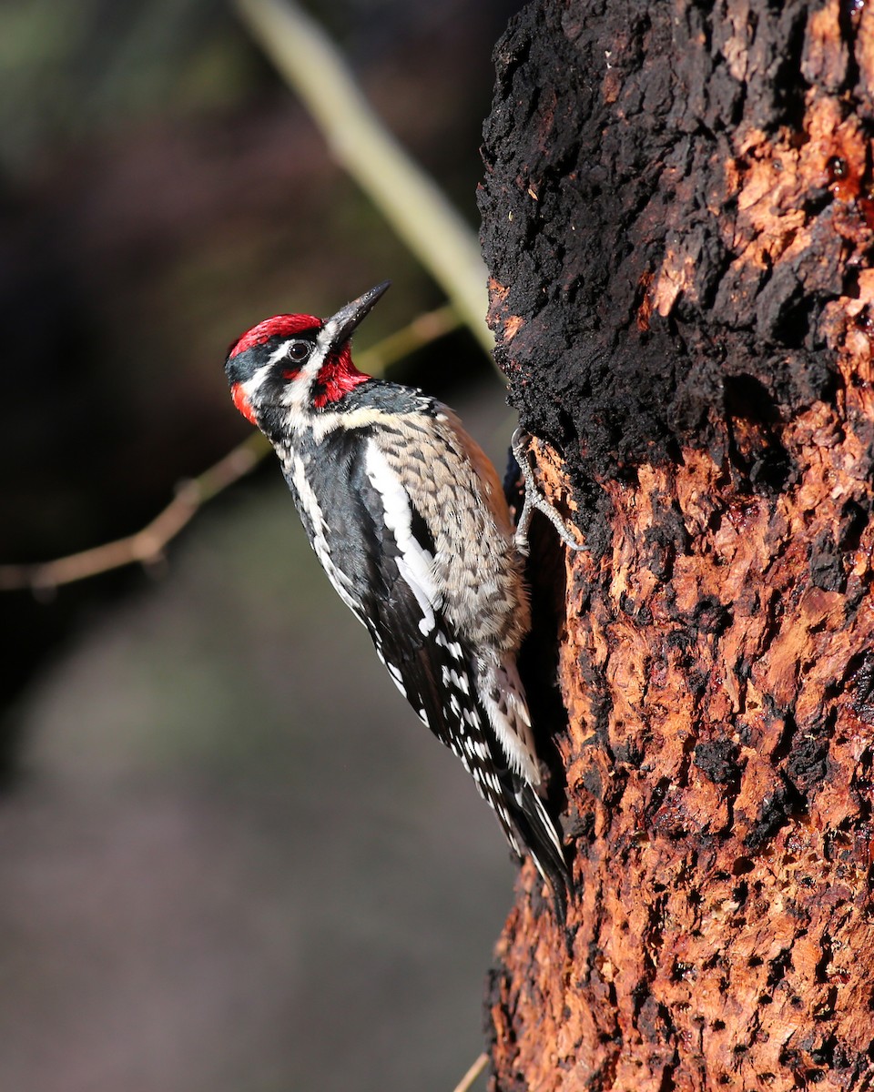 Red-naped Sapsucker - ML614539318